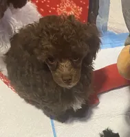Male Toy poodle, a male Poodle - Toy  for sale in Ville Platte, LA – 3 of 7