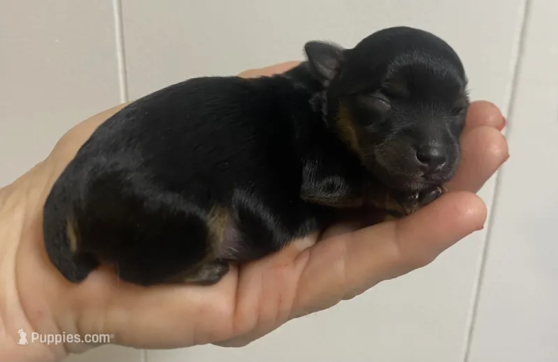 F1bb Yorkiepoo – Yorkipoo puppy for sale in Ville Platte, LA