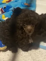 Male Toy poodle, a male Poodle - Toy  for sale in Ville Platte, LA – 5 of 7