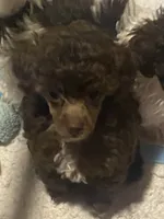 Male Toy poodle, a male Poodle - Toy  for sale in Ville Platte, LA – 4 of 7