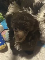 Male Toy poodle, a male Poodle - Toy  for sale in Ville Platte, LA – 2 of 7