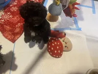 Male Toy poodle, a male Poodle - Toy  for sale in Ville Platte, LA – 5 of 6