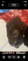 Male Toy poodle, a male Poodle - Toy  for sale in Ville Platte, LA – 7 of 7