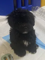 Male Toy poodle, a male Poodle - Toy  for sale in Ville Platte, LA – 2 of 6