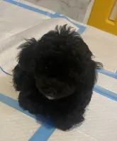 Male Toy poodle, a male Poodle - Toy  for sale in Ville Platte, LA – 3 of 6