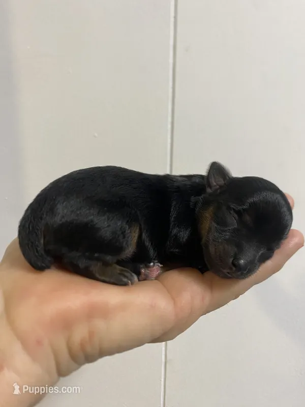 F1bb Yorkiepoo  – Yorkipoo puppy for sale in Ville Platte, LA
