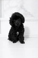Male Toy Poodle , a male Poodle - Toy  for sale in Ville Platte, LA – 4 of 5