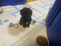 Male Toy poodle, a male Poodle - Toy  for sale in Ville Platte, LA – 6 of 6