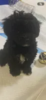 Male Toy poodle, a male Poodle - Toy  for sale in Ville Platte, LA – 1 of 6