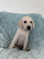 Sunny, a male Labrador Retriever for sale in Haines City, FL – 4 of 5