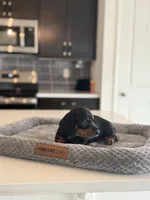 Marlin, a male Dachshund for sale in Haines City, FL – 3 of 8