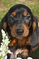 Marlin, a male Dachshund for sale in Haines City, FL – 3 of 7