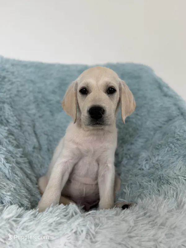Sunny – Labrador Retriever puppy for sale in Haines City, FL