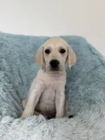 Sunny, a male Labrador Retriever for sale in Haines City, FL – 1 of 5