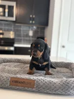 Marlin, a male Dachshund for sale in Haines City, FL – 7 of 8