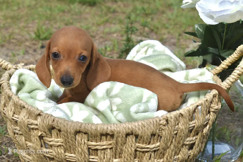 Mr. Bean – Miniature Dachshund puppy for sale in Haines City, FL