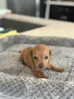 Mr. Bean, a male Miniature Dachshund for sale in Haines City, FL – 4 of 7