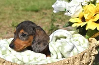Lucky, a female Miniature Dachshund for sale in Haines City, FL – 6 of 10