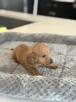 Mr. Bean, a male Miniature Dachshund for sale in Haines City, FL – 5 of 7