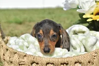 Lucky, a female Miniature Dachshund for sale in Haines City, FL – 5 of 10