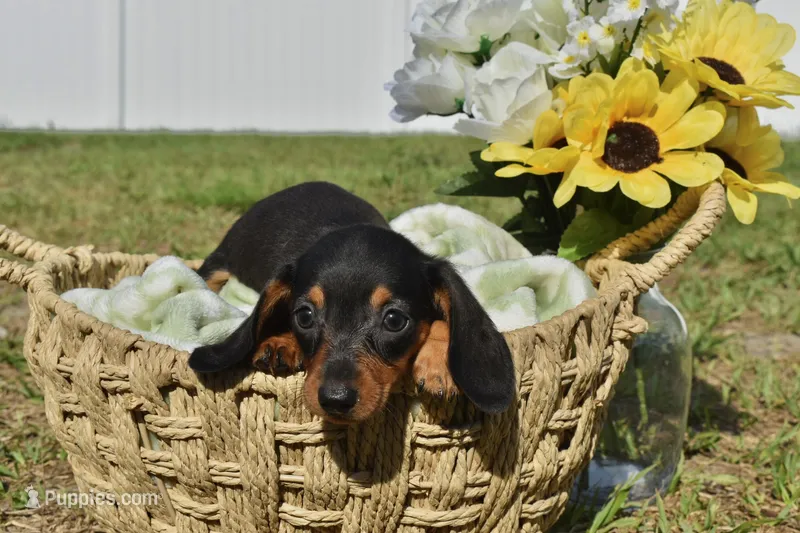 Raven – Miniature Dachshund puppy for sale in Haines City, FL
