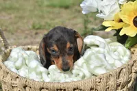 Lucky, a female Miniature Dachshund for sale in Haines City, FL – 8 of 10