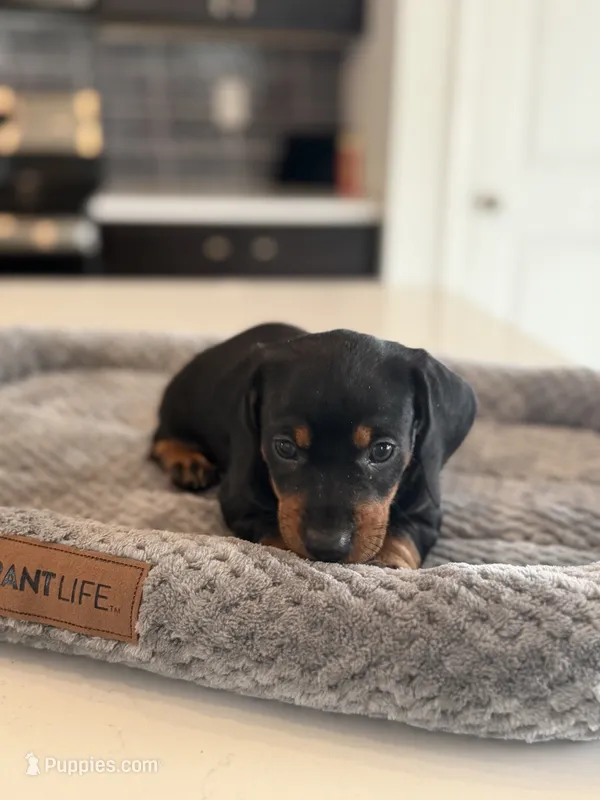 Marlin, a male Dachshund for sale in Haines City, FL – 1 of 8