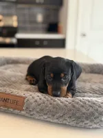 Marlin, a male Dachshund for sale in Haines City, FL – 1 of 8