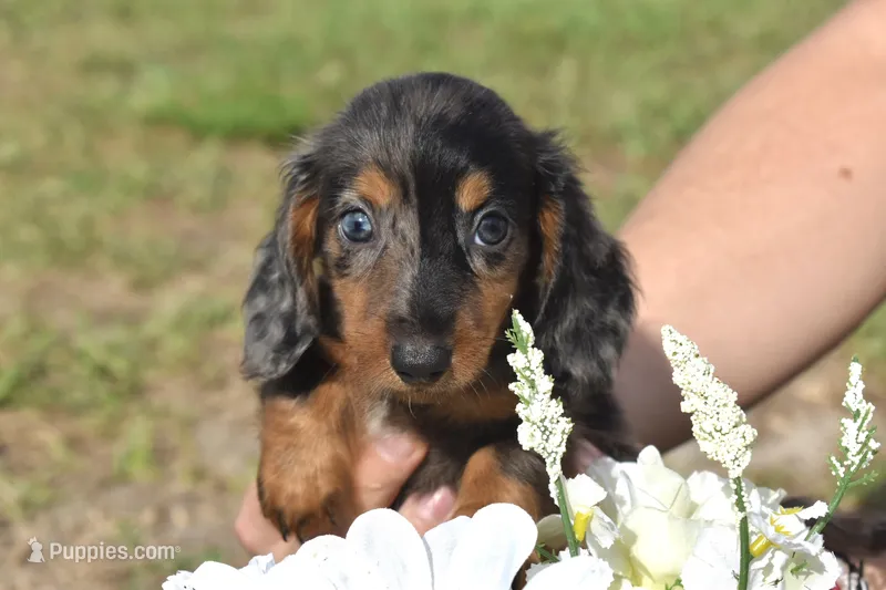 Clover – Miniature Dachshund puppy for sale in Haines City, FL