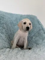 Sunny, a male Labrador Retriever for sale in Haines City, FL – 2 of 5