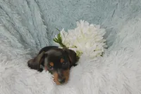 Lulu, a female Miniature Dachshund for sale in Haines City, FL – 2 of 6