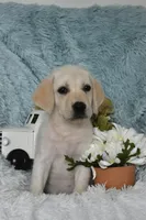 Bear, a male Labrador Retriever for sale in Haines City, FL – 4 of 5