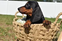 Marlin, a male Dachshund for sale in Haines City, FL – 2 of 7