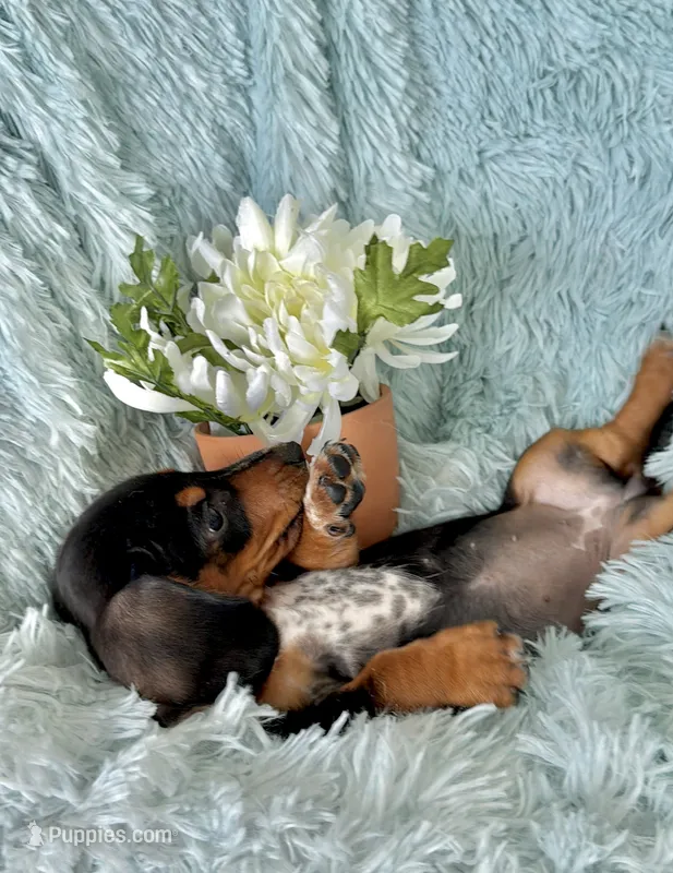 Lulu – Miniature Dachshund puppy for sale in Haines City, FL
