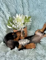 Lulu, a female Miniature Dachshund for sale in Haines City, FL – 1 of 6