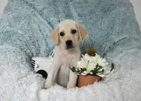 Bear, a male Labrador Retriever for sale in Haines City, FL – 3 of 5