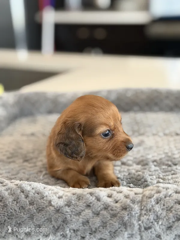 Ted – Miniature Dachshund puppy for sale in Haines City, FL