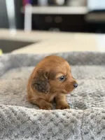 Ted, a male Miniature Dachshund for sale in Haines City, FL – 1 of 6