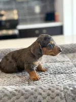Lucky, a female Miniature Dachshund for sale in Haines City, FL – 2 of 4