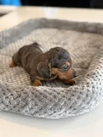 Lucky, a female Miniature Dachshund for sale in Haines City, FL – 4 of 4