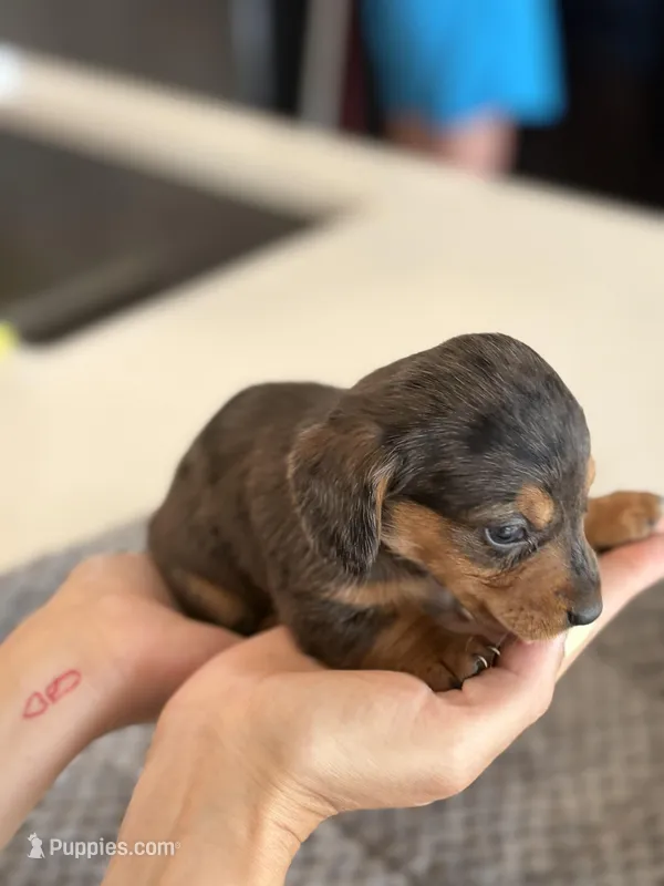 Lucky – Miniature Dachshund puppy for sale in Haines City, FL