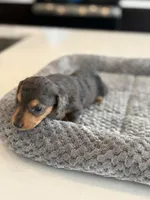 Lucky, a female Miniature Dachshund for sale in Haines City, FL – 3 of 4