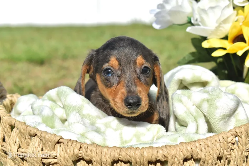 Lucky – Miniature Dachshund puppy for sale in Haines City, FL
