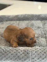 Ted, a male Miniature Dachshund for sale in Haines City, FL – 2 of 6