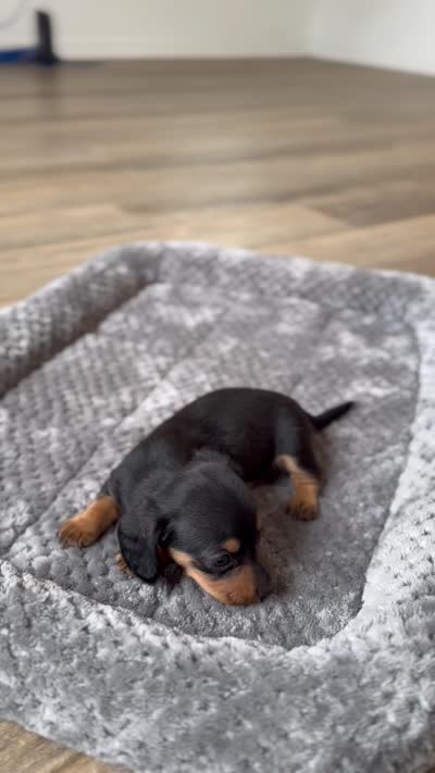 Raven, a female Miniature Dachshund for sale in Haines City, FL – 4 of 4