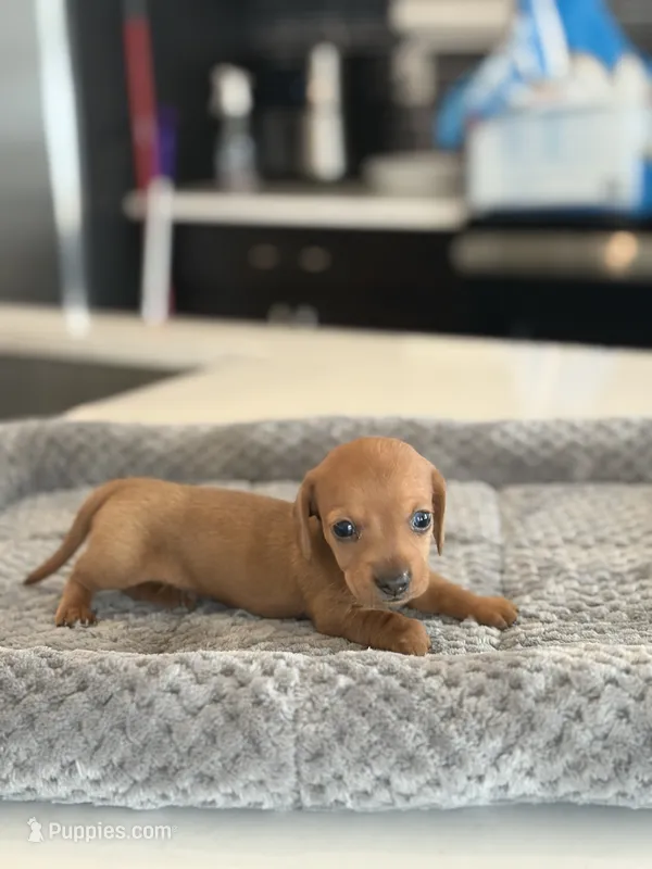 Mr. Bean – Miniature Dachshund puppy for sale in Haines City, FL