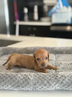 Mr. Bean, a male Miniature Dachshund for sale in Haines City, FL – 1 of 7