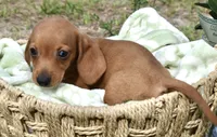 Mr. Bean, a male Miniature Dachshund for sale in Haines City, FL – 10 of 10