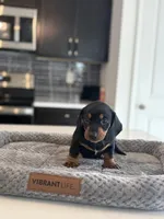 Marlin, a male Dachshund for sale in Haines City, FL – 6 of 8