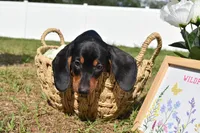 Marlin, a male Dachshund for sale in Haines City, FL – 6 of 7